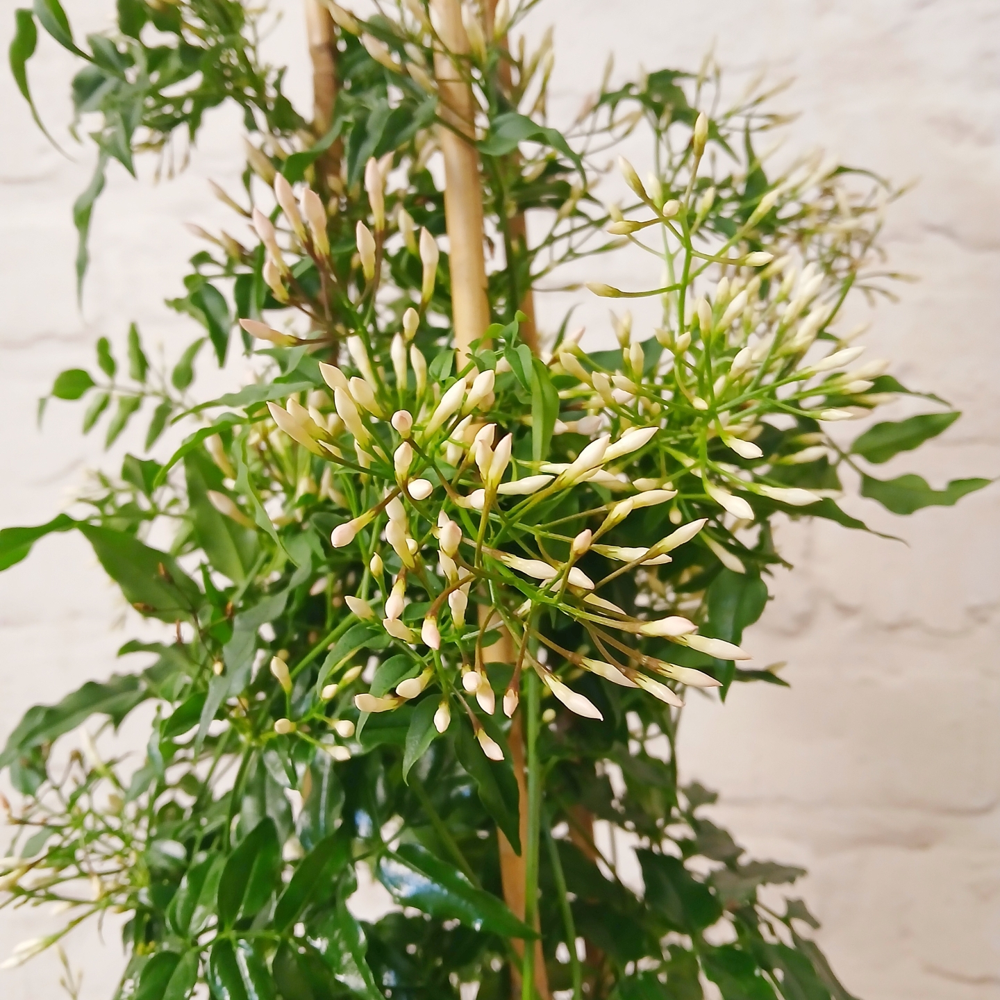 Jasmine plant