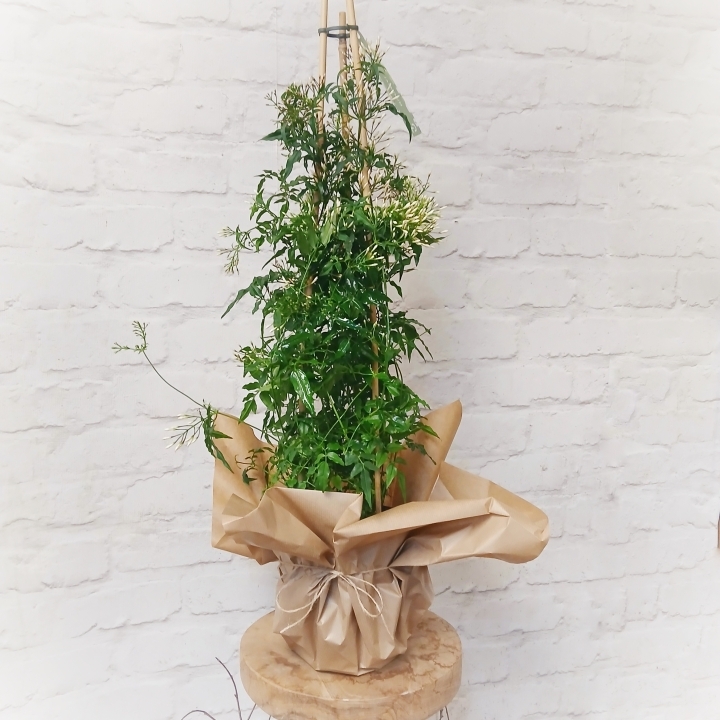 Jasmine plant